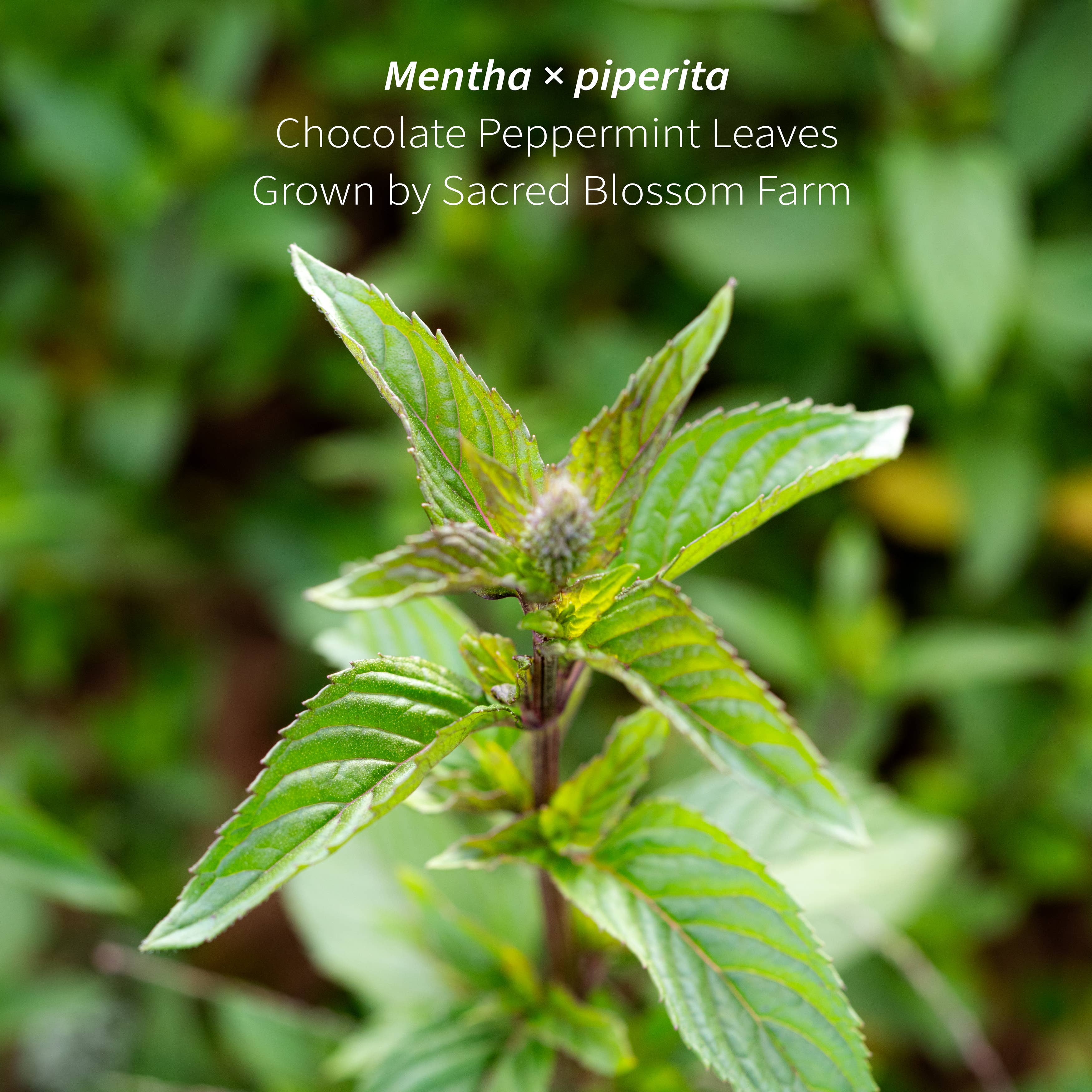 Chocolate Peppermint Herbal Tea
